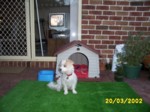 bobby2003a.jpg

353.87 KB 
1280 x 960 
20/03/2002
