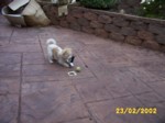 bobby2302a.jpg

354.06 KB 
1280 x 960 
23/02/2002
