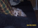 bobby2405a.jpg

95.36 KB 
640 x 480 
24/05/2003
