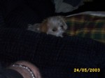 bobby2405b.jpg

94.73 KB 
640 x 480 
24/05/2003
