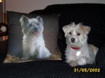 bobby3105h.jpg

96.08 KB 
640 x 480 
24/05/2003
