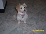 bobby_0024.jpg

358.63 KB 
1280 x 960 
12/02/2002
