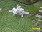 dogs2404e.jpg

96.15 KB 
640 x 480 
24/05/2003
