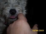 jock1004e.jpg

93.26 KB 
640 x 480 
24/05/2003
