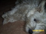 jock1004g.jpg

95.61 KB 
640 x 480 
24/05/2003
