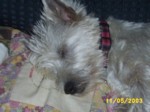 jock1105a.jpg

96.65 KB 
640 x 480 
24/05/2003
