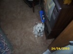 jock2204a.jpg

96.31 KB 
640 x 480 
24/05/2003
