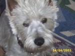 jock2404a.jpg

98.01 KB 
640 x 480 
24/05/2003
