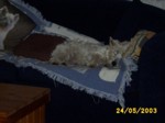 jock2405b.jpg

95.51 KB 
640 x 480 
24/05/2003
